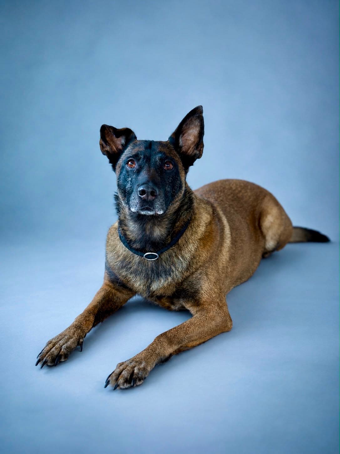 Explosive detection dog (SSH)