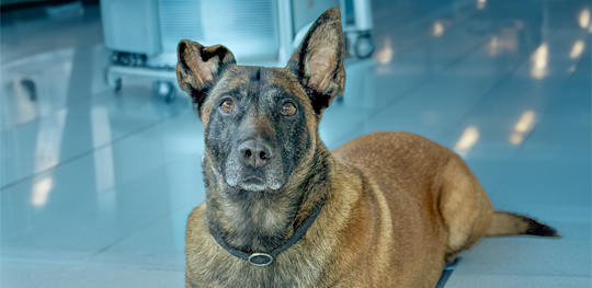 Explosives detection dog